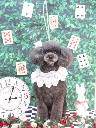 20250403ボーロくん